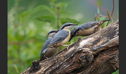 Kleiber (Sitta europaea)