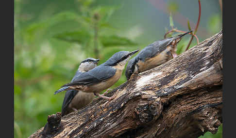 Kleiber (Sitta europaea)