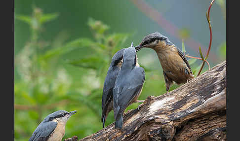 Kleiber (Sitta europaea)