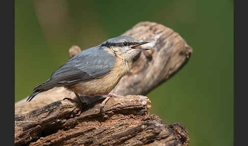 Kleiber (Sitta europaea)