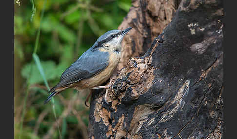 Kleiber (Sitta europaea)