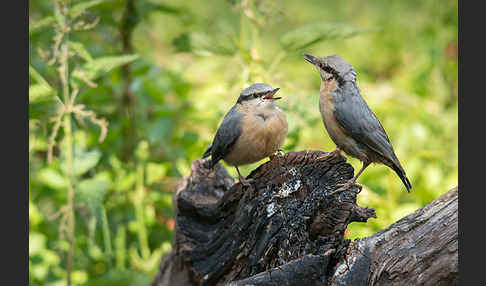 Kleiber (Sitta europaea)