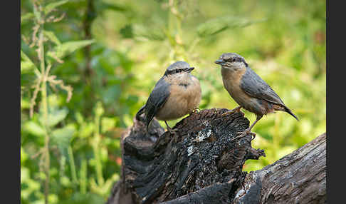 Kleiber (Sitta europaea)