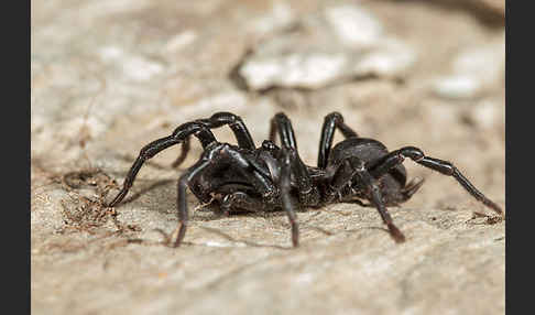 Gemeine Tapezierspinne (Atypus  affinis)