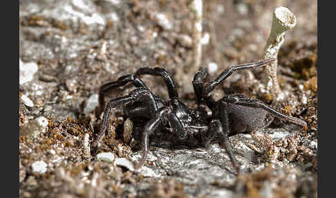 Gemeine Tapezierspinne (Atypus  affinis)