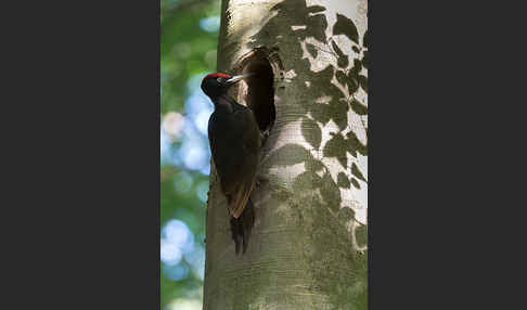 Schwarzspecht (Dryocopus martius)