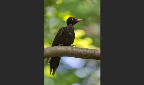 Schwarzspecht (Dryocopus martius)