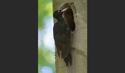 Schwarzspecht (Dryocopus martius)