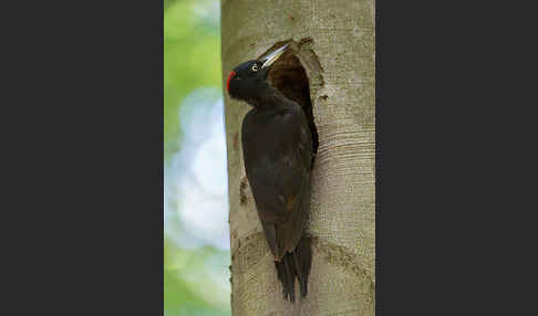 Schwarzspecht (Dryocopus martius)