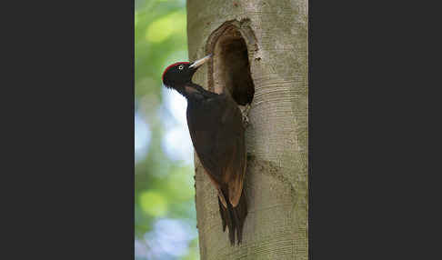 Schwarzspecht (Dryocopus martius)