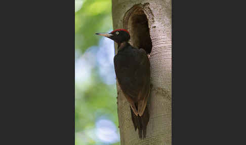 Schwarzspecht (Dryocopus martius)