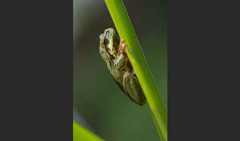 Laubfrosch (Hyla arborea)