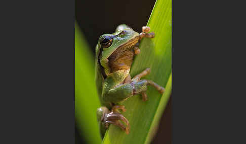 Laubfrosch (Hyla arborea)