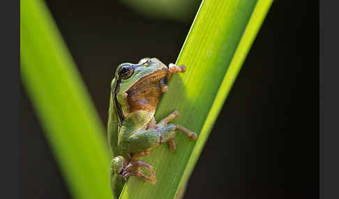 Laubfrosch (Hyla arborea)