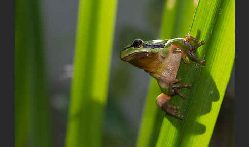 Laubfrosch (Hyla arborea)