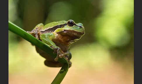 Laubfrosch (Hyla arborea)