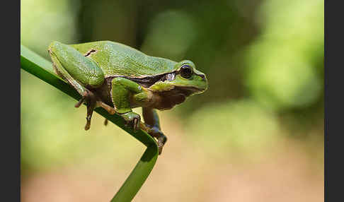 Laubfrosch (Hyla arborea)