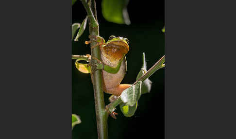 Laubfrosch (Hyla arborea)