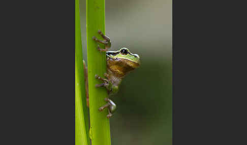 Laubfrosch (Hyla arborea)