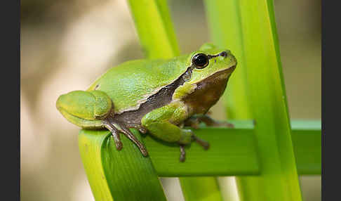 Laubfrosch (Hyla arborea)