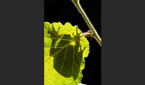 Laubfrosch (Hyla arborea)