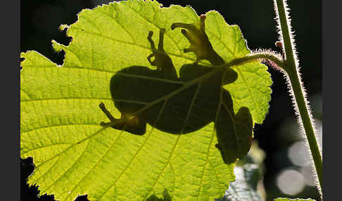 Laubfrosch (Hyla arborea)