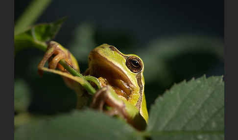 Laubfrosch (Hyla arborea)