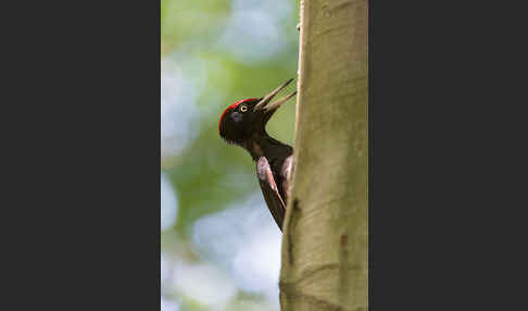 Schwarzspecht (Dryocopus martius)