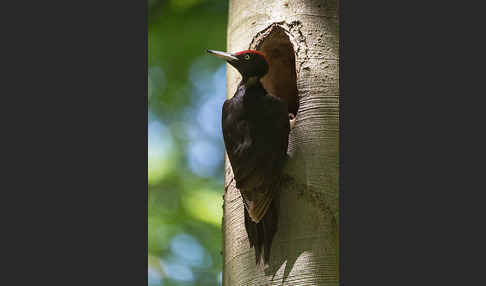 Schwarzspecht (Dryocopus martius)