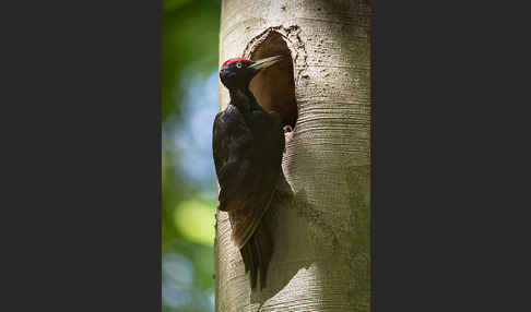 Schwarzspecht (Dryocopus martius)