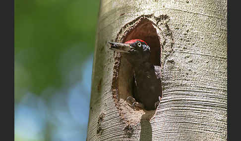 Schwarzspecht (Dryocopus martius)