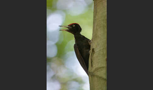 Schwarzspecht (Dryocopus martius)