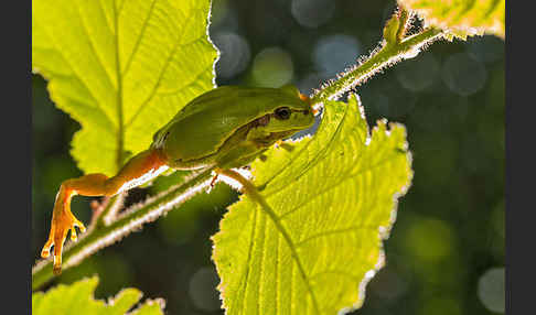 Laubfrosch (Hyla arborea)