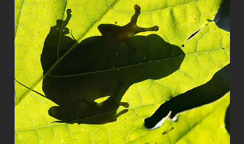 Laubfrosch (Hyla arborea)