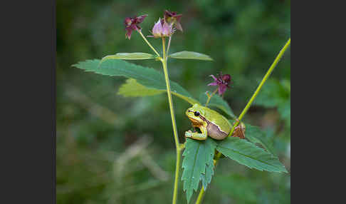 Laubfrosch (Hyla arborea)