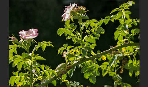 Laubfrosch (Hyla arborea)