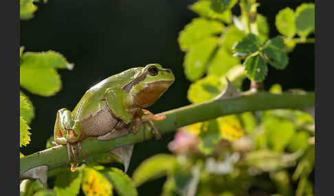 Laubfrosch (Hyla arborea)