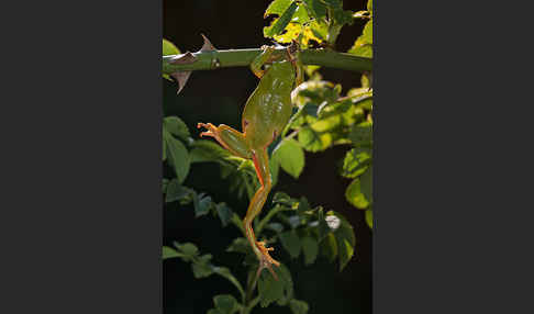 Laubfrosch (Hyla arborea)