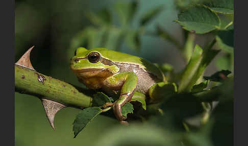 Laubfrosch (Hyla arborea)