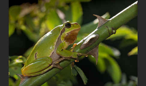 Laubfrosch (Hyla arborea)