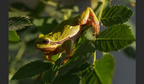 Laubfrosch (Hyla arborea)