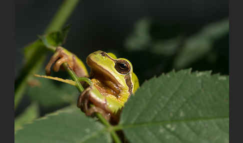 Laubfrosch (Hyla arborea)