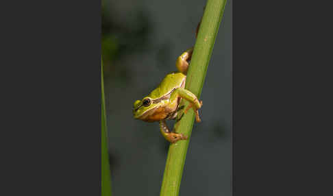 Laubfrosch (Hyla arborea)