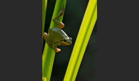 Laubfrosch (Hyla arborea)