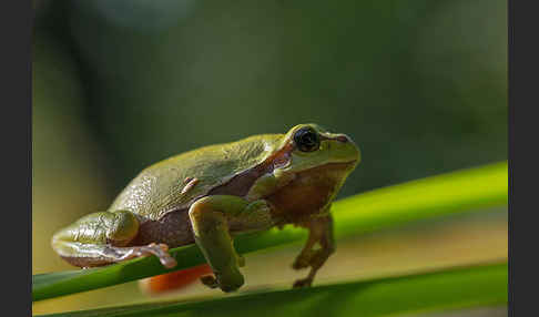 Laubfrosch (Hyla arborea)