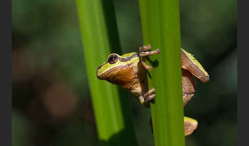 Laubfrosch (Hyla arborea)