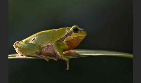 Laubfrosch (Hyla arborea)