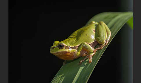 Laubfrosch (Hyla arborea)