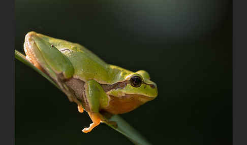 Laubfrosch (Hyla arborea)