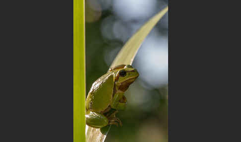 Laubfrosch (Hyla arborea)